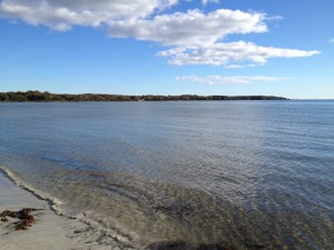 Sandviken stranden Björn